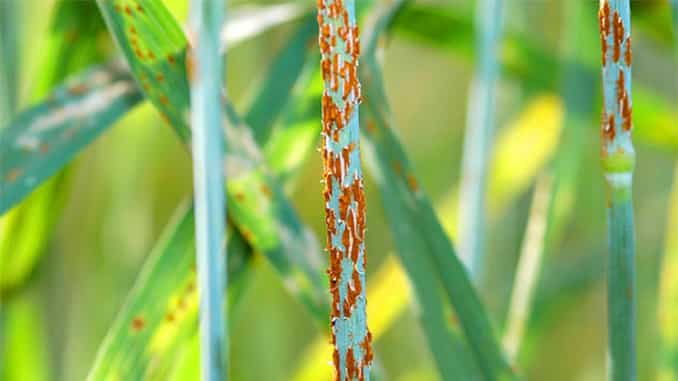 Alerta por enfermedades del trigo en la zona núcleo
