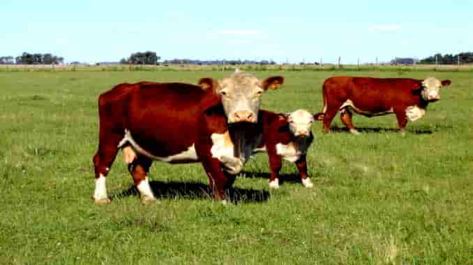 CONDENADOS POR ESTAFAS EN COMPRA DE ANIMALES