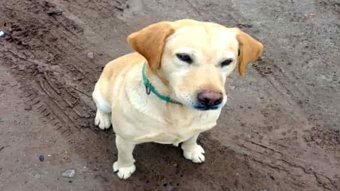 Túpac un perro encontró 10 kilos de droga en La Pampa