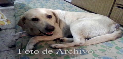 Asociación Protectora de Animales: VIOLADOR CONDENADO