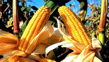 REPORTE AGROECONOMICO DE MAÍZ