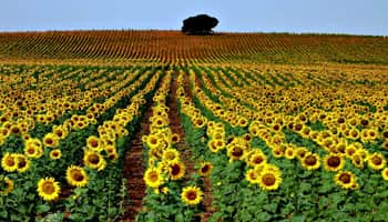 MUY BUENOS RINDES DE GIRASOL EN LOS PRIMEROS LOTES RECOLECTADOS EN BUENOS AIRES Y LA PAMPA