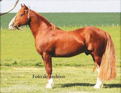 JUZGADO DE FALTAS SECUESTRÓ UN EQUINO