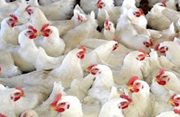 Qué es la influenza aviar y cómo evitar el contagio