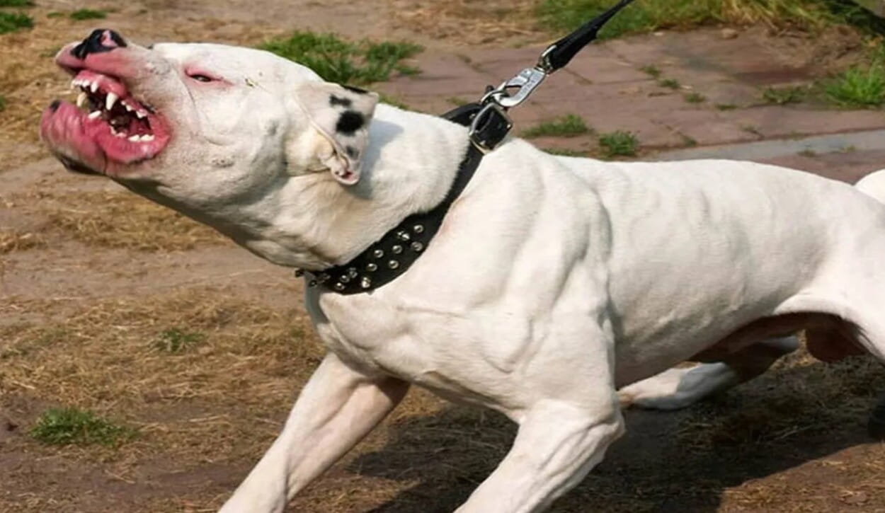 Horror en la ciudad capital Un Pitbull ataco a su dueña