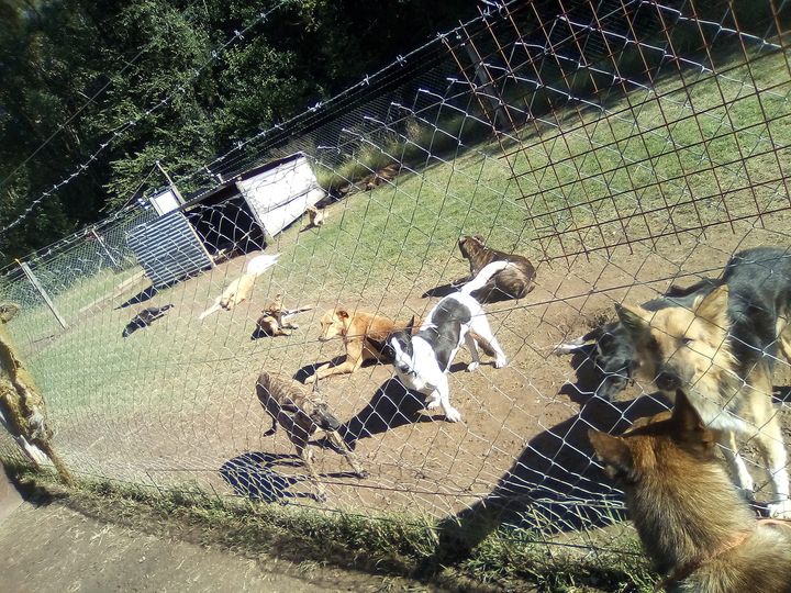 El amor incondicional de nuestras mascotas es una conexión única en el mundo