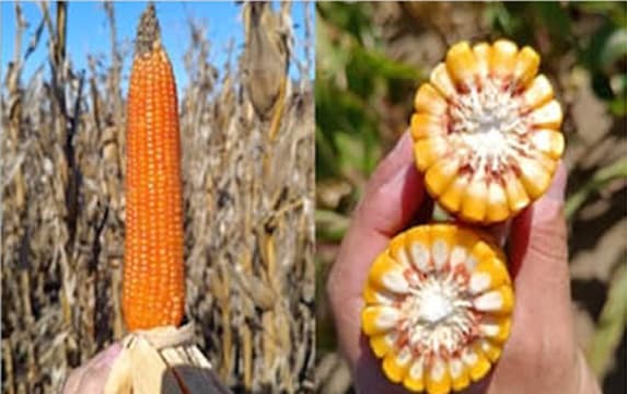 Entre la abundancia y la amenaza: el dilema del maíz récord que no se puede cosechar en La Pampa