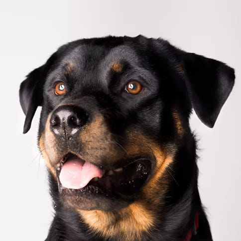 Un nene de 5 años sufrió graves heridas tras ser atacado por un Rottweiler en la vereda